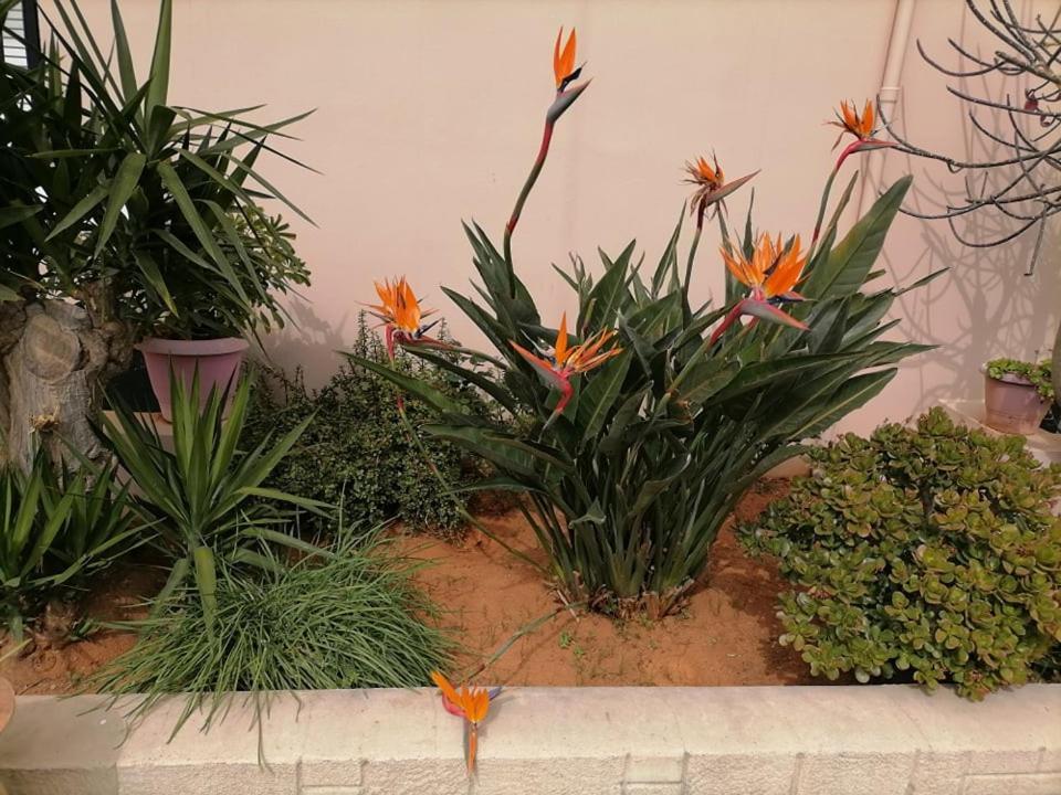 Kydoni Apartments And Studios Agia Marina Екстериор снимка